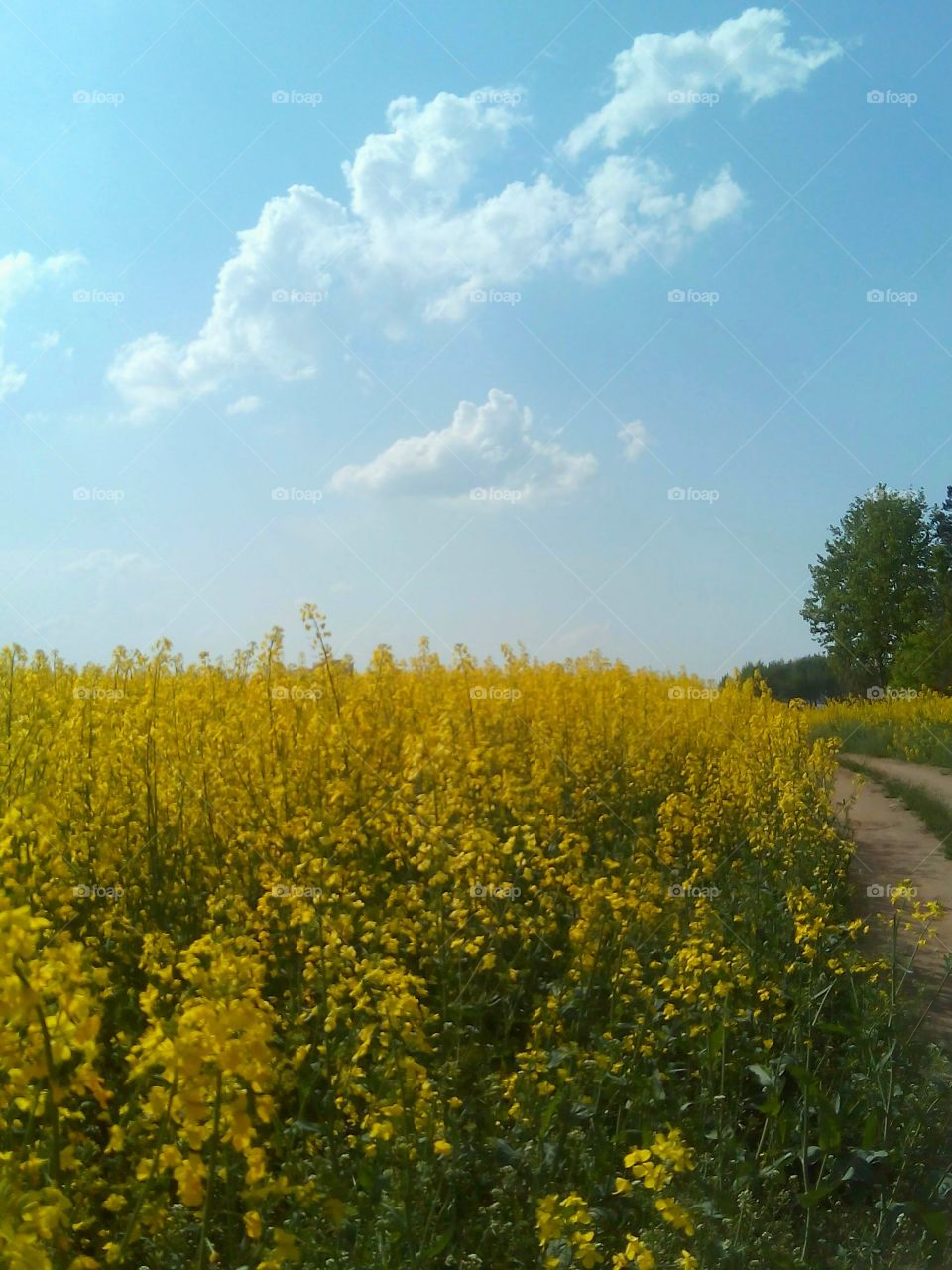 No Person, Landscape, Field, Agriculture, Flower