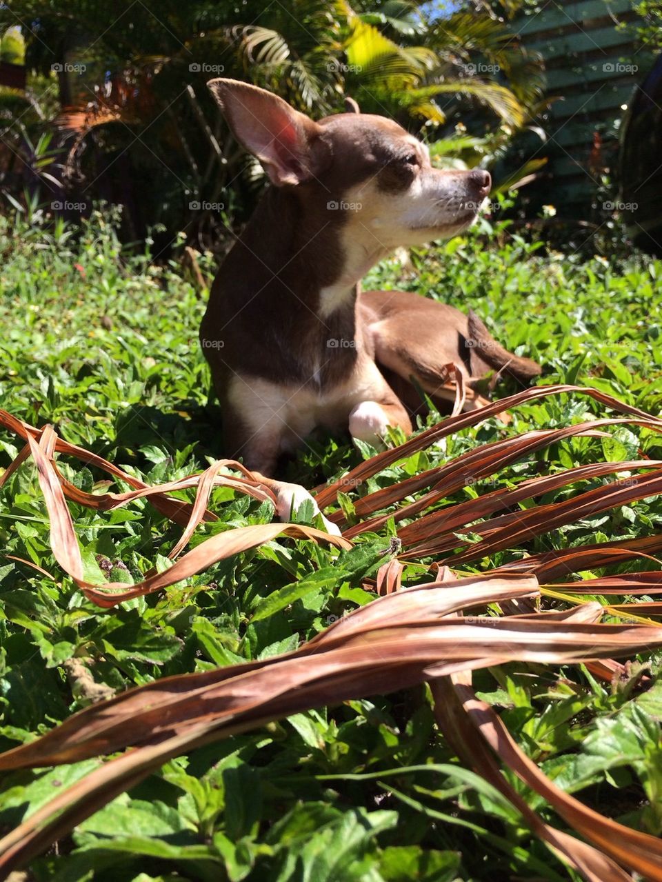 Chihuahua3
