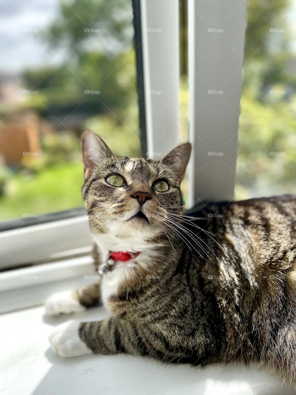 Curious tabby cat sunning herself on the windowsill. 