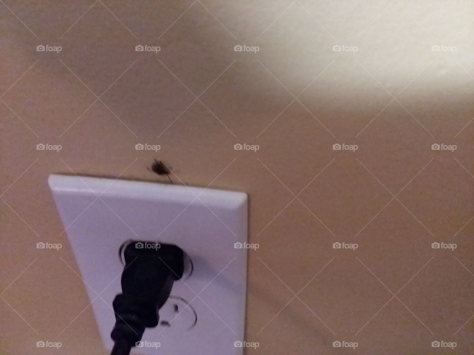 hotel bug