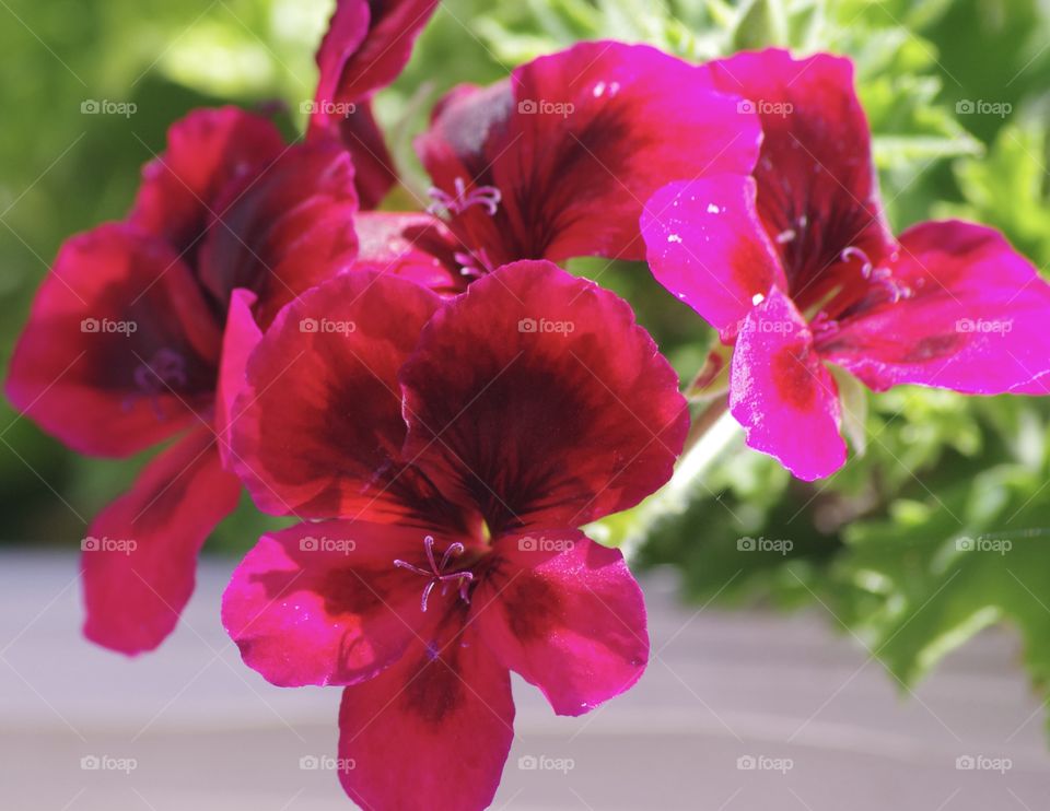 Prince Albert, SK, CA.  Red geraniums blooms