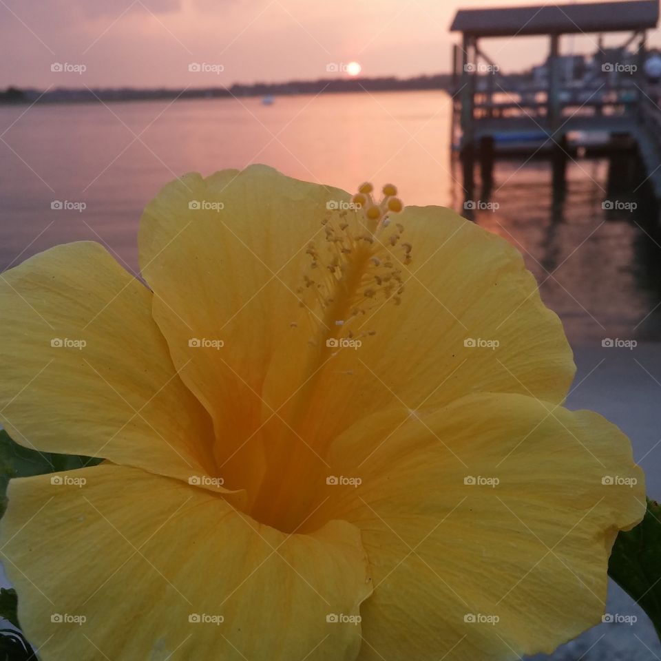 Yellow Hibiscus at sunset