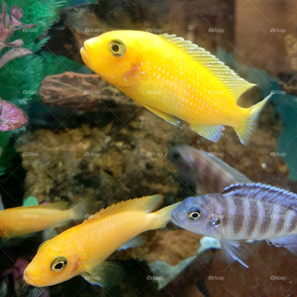 Cichlids-fish