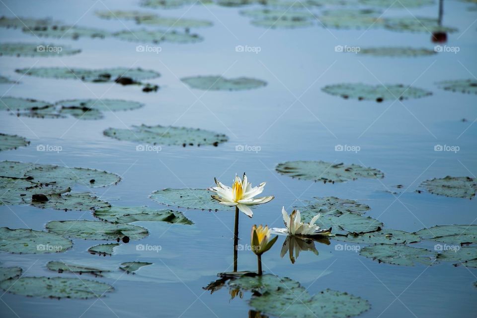 Pond and Lotus