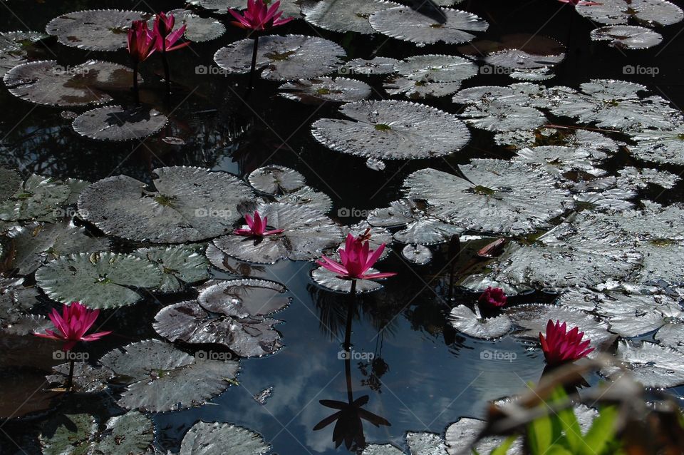 Water lily pond