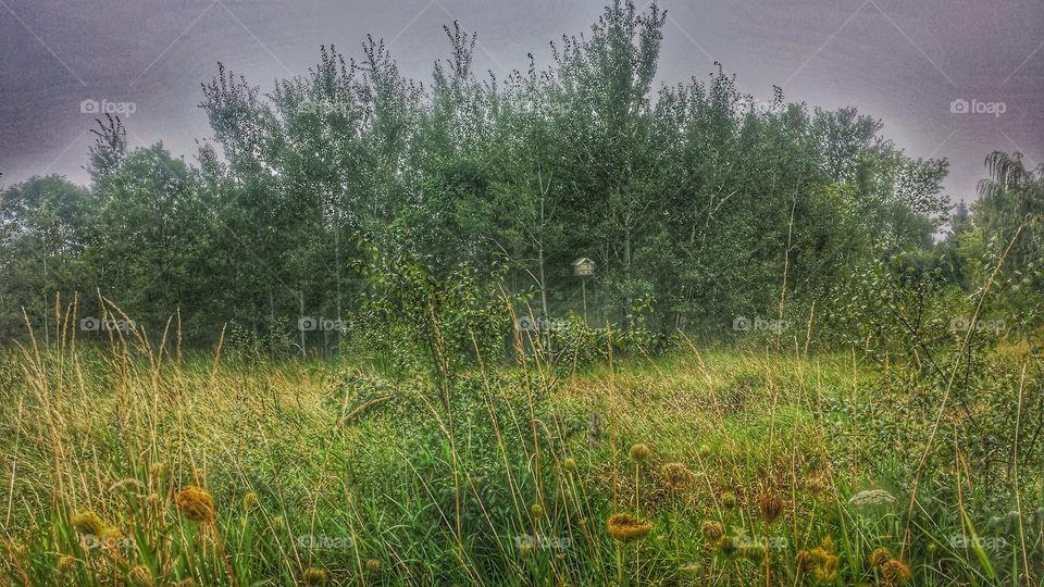 Nature scape. Birdhouse