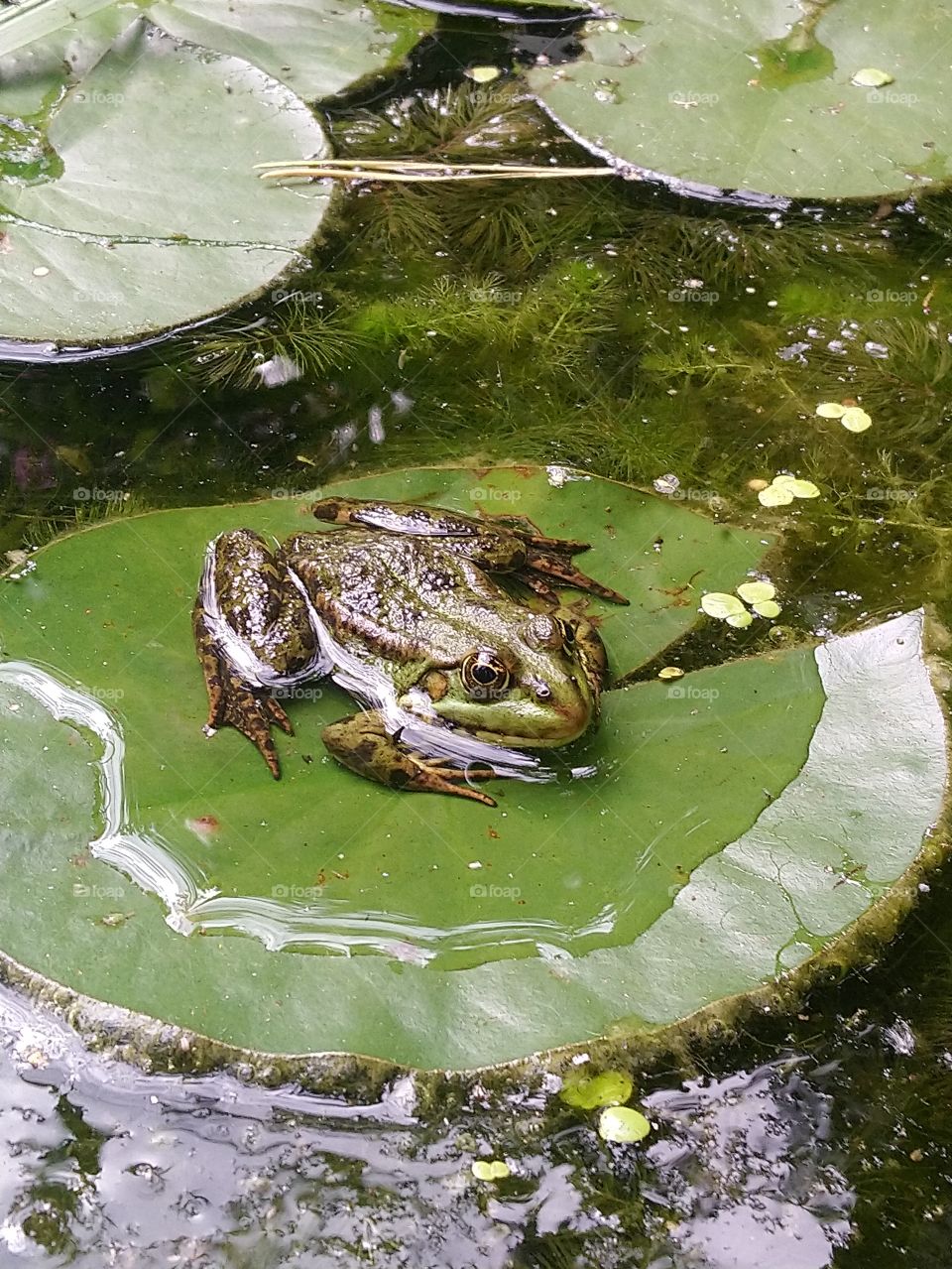 A frog