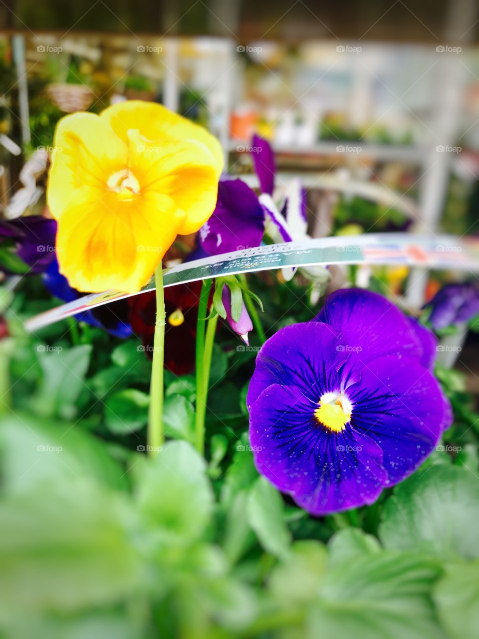 #flowers #macro #petals #colours #spring  #garden #nature #summer #blooming #outdoors #yellow #purple #two #noperson, flower, beautiful colours 