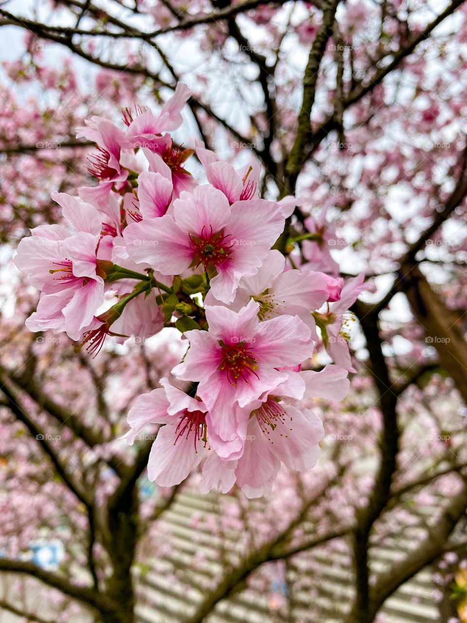 blooming sakura