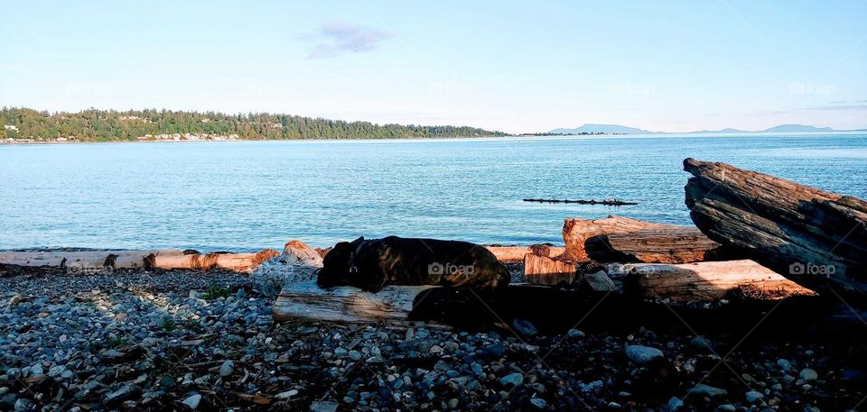 dog on a log .blending in with nature .connecting with nature.