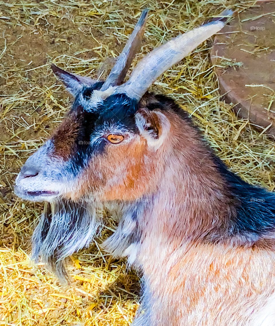 Goat portrait