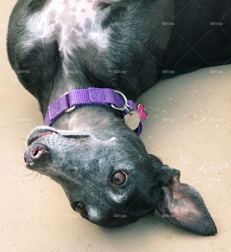 High angle view of a greyhound lying on her back 