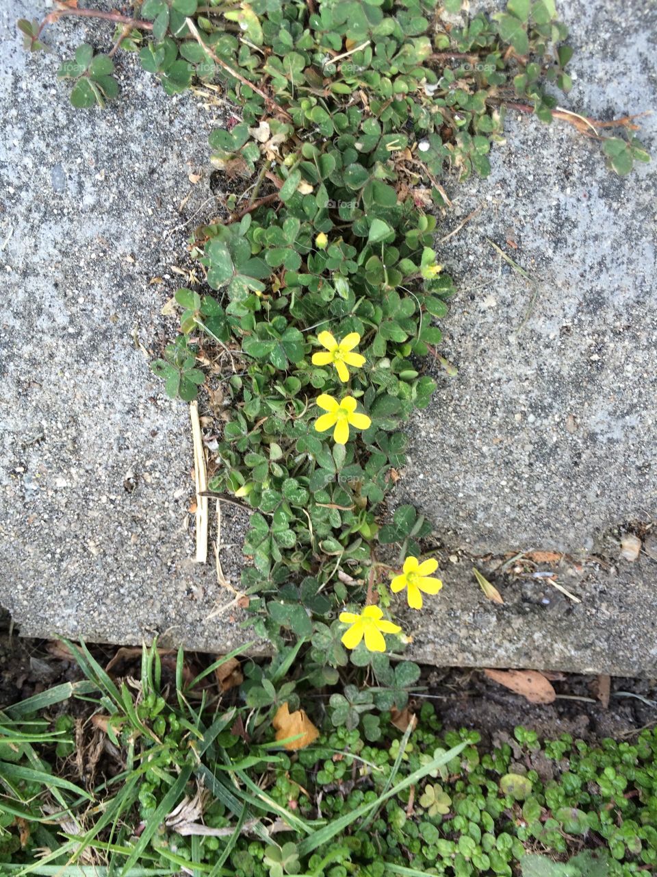 Flowers rising through concrete