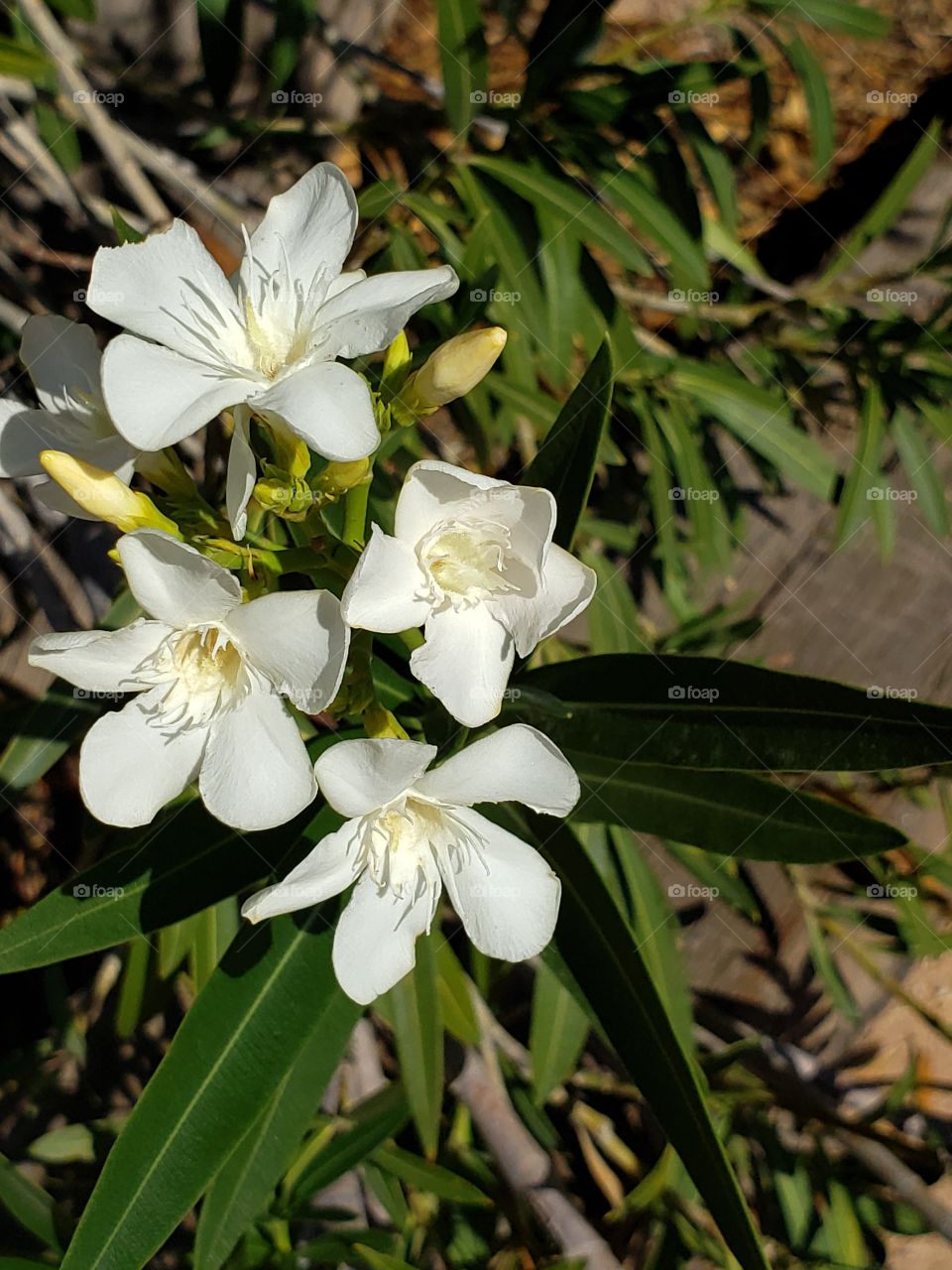 white oleander blooms