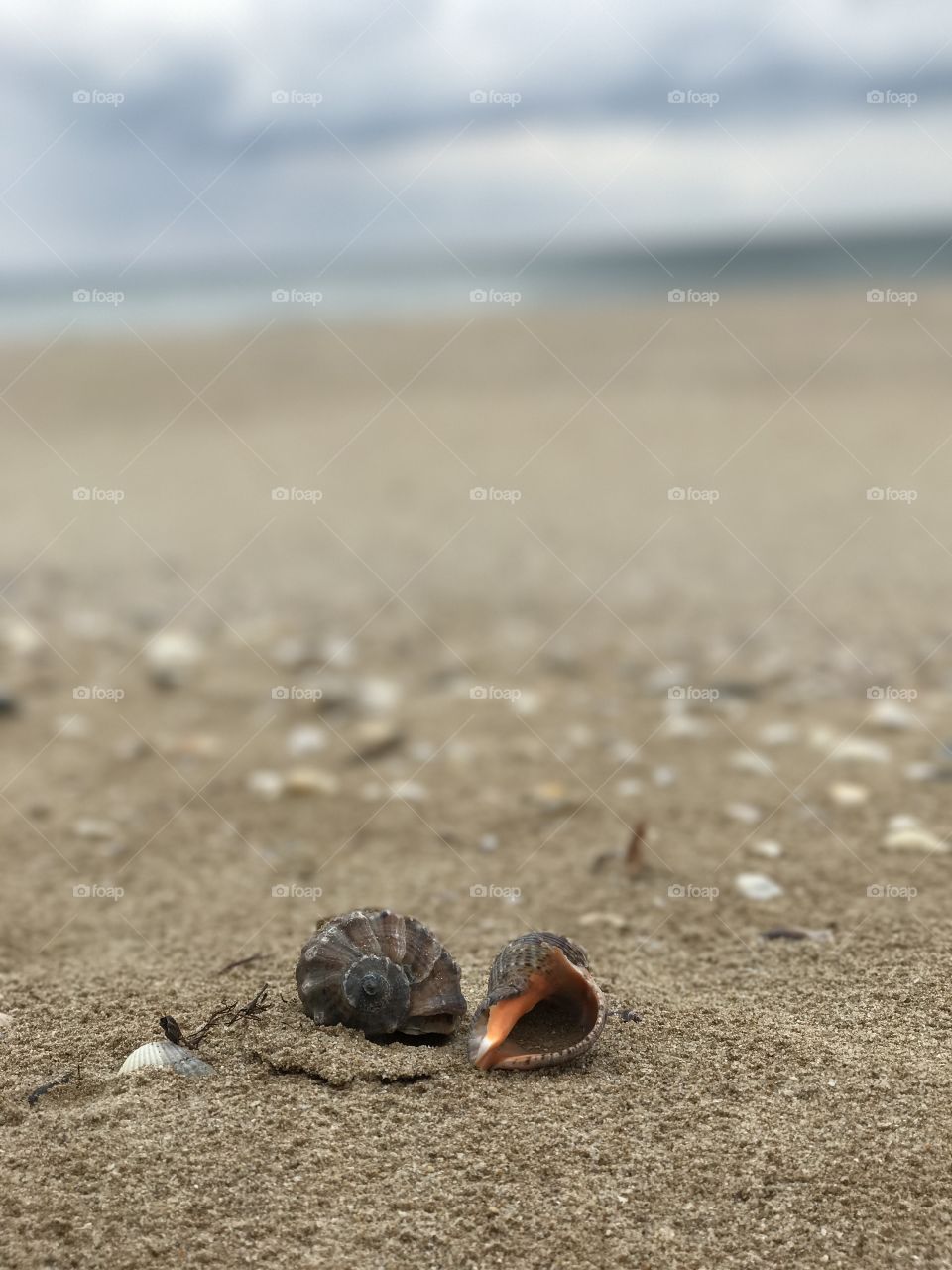 Shells 