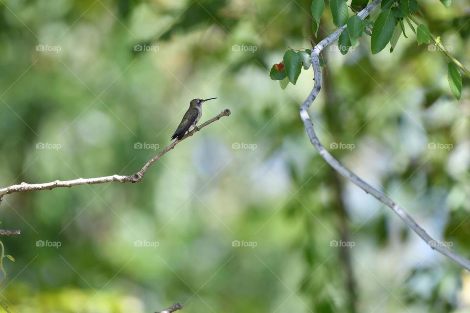 Hummingbird on a branch