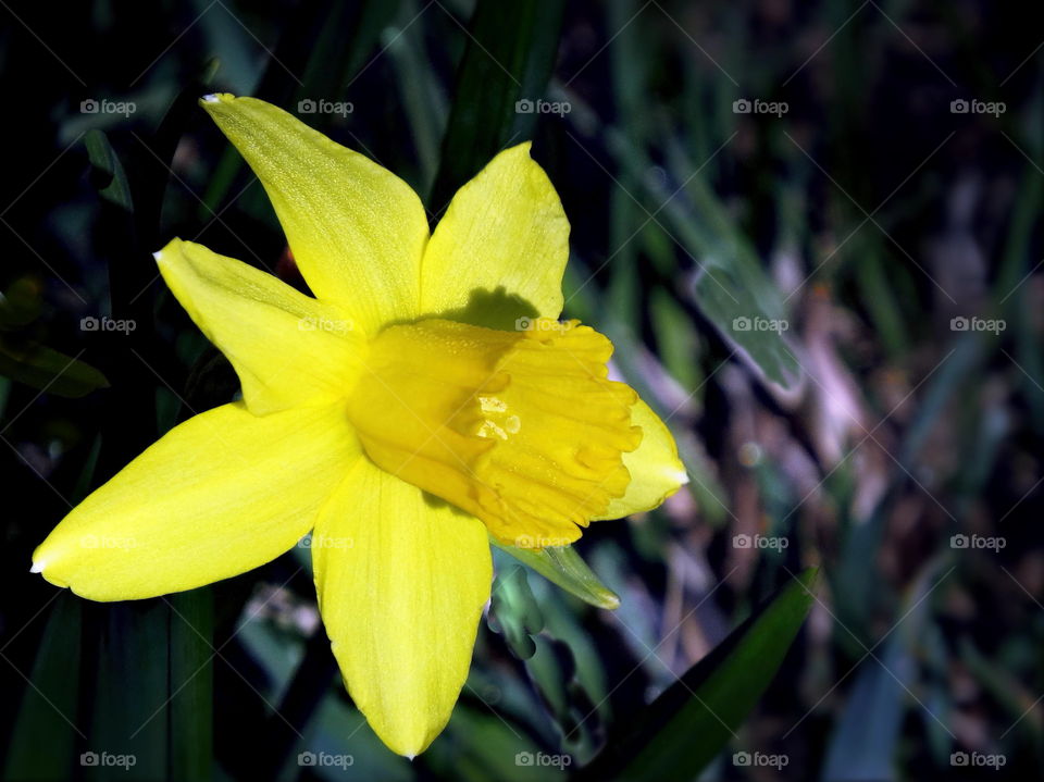 Spring Daffodil . Yellow Daffodil