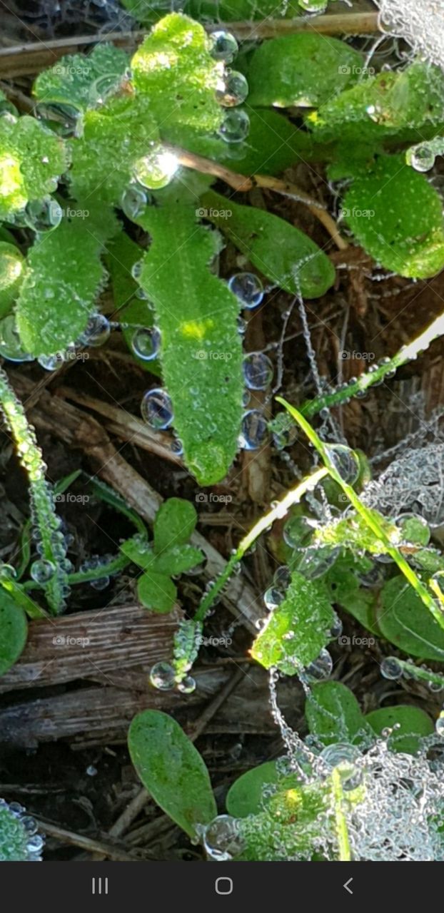 Native Bushland Victoria Dew on Spiders Web