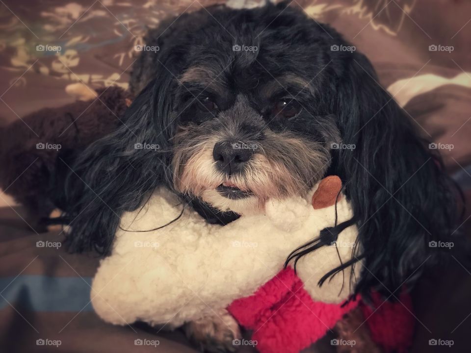 Dog Resting with Toys