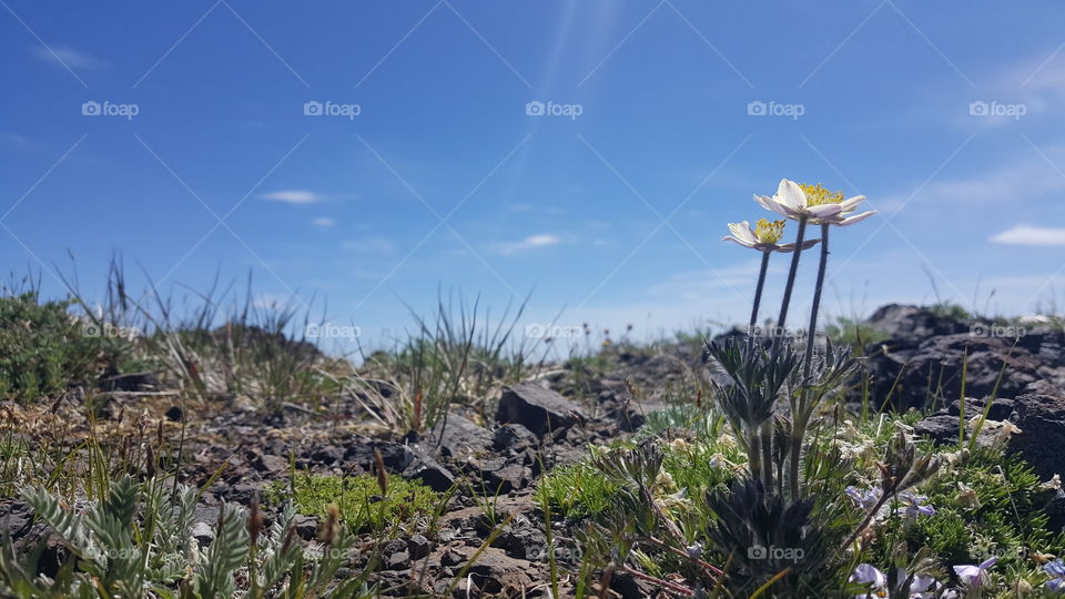 Wild flowers from Mt Townsend
