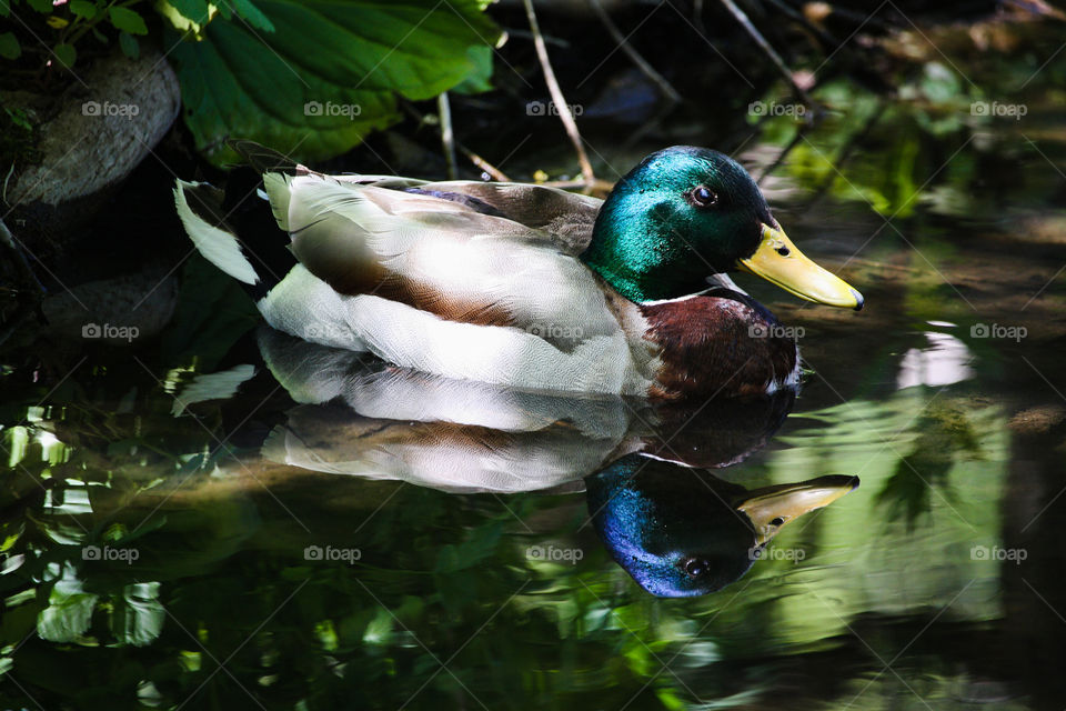 Mallard duck and it's reflection