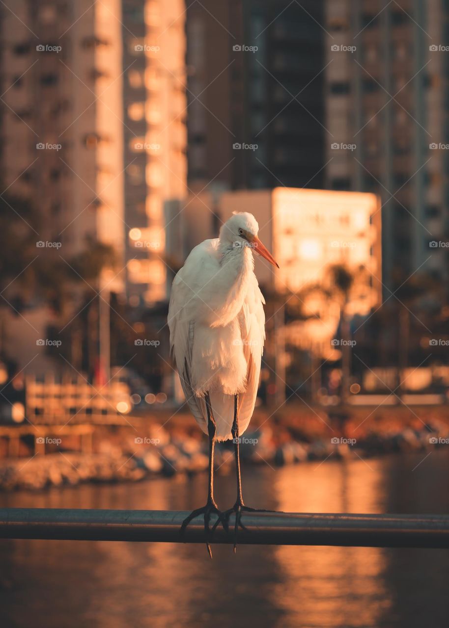 White heron on the pier in the late afternoon