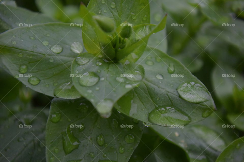 little plant after the rain