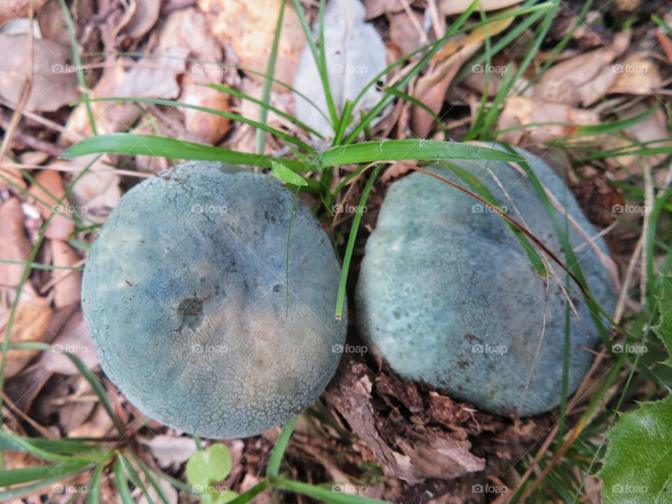 Russula virescens - edible mushrooms - Sardinia ITALY