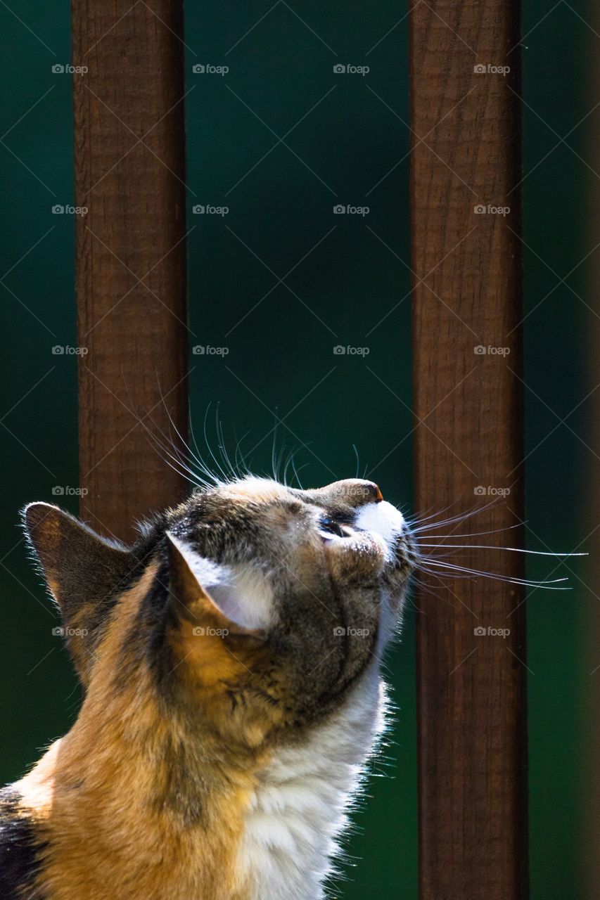 Vertical photo of a curious calico cat looking up into the summer sun on a wooden porch