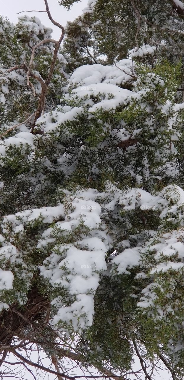 snow on a cedar tree