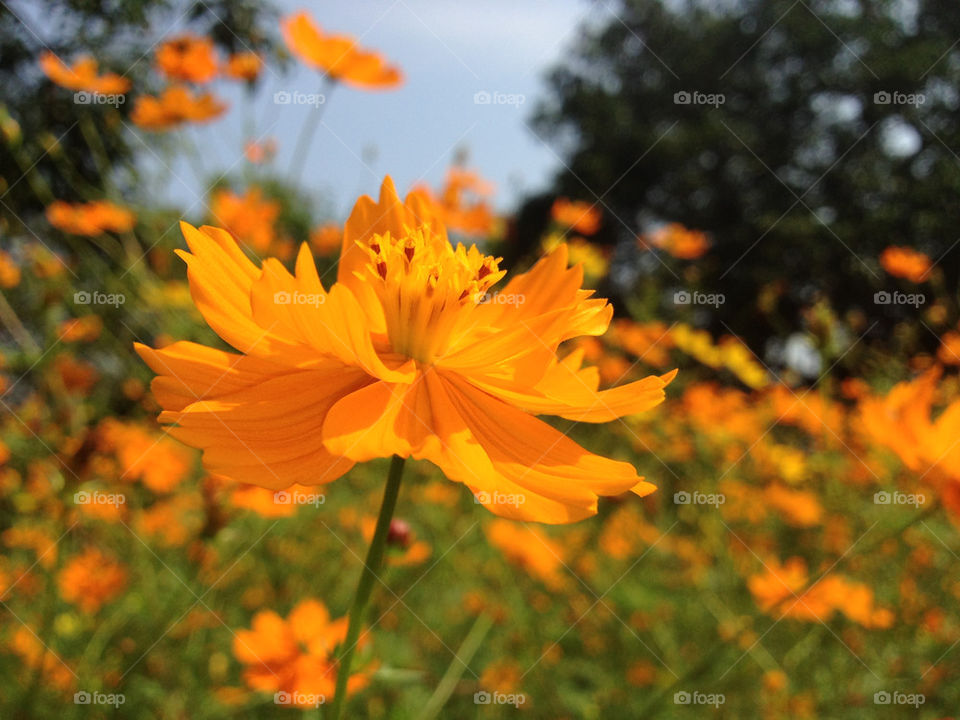 flowers macro bright sunshine by ruhvee