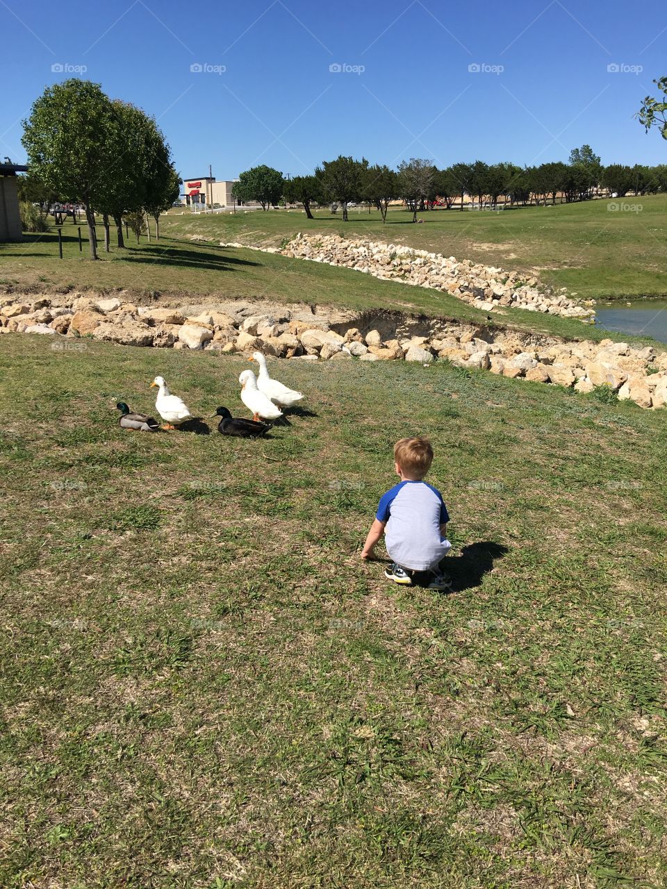 Playing with the ducks