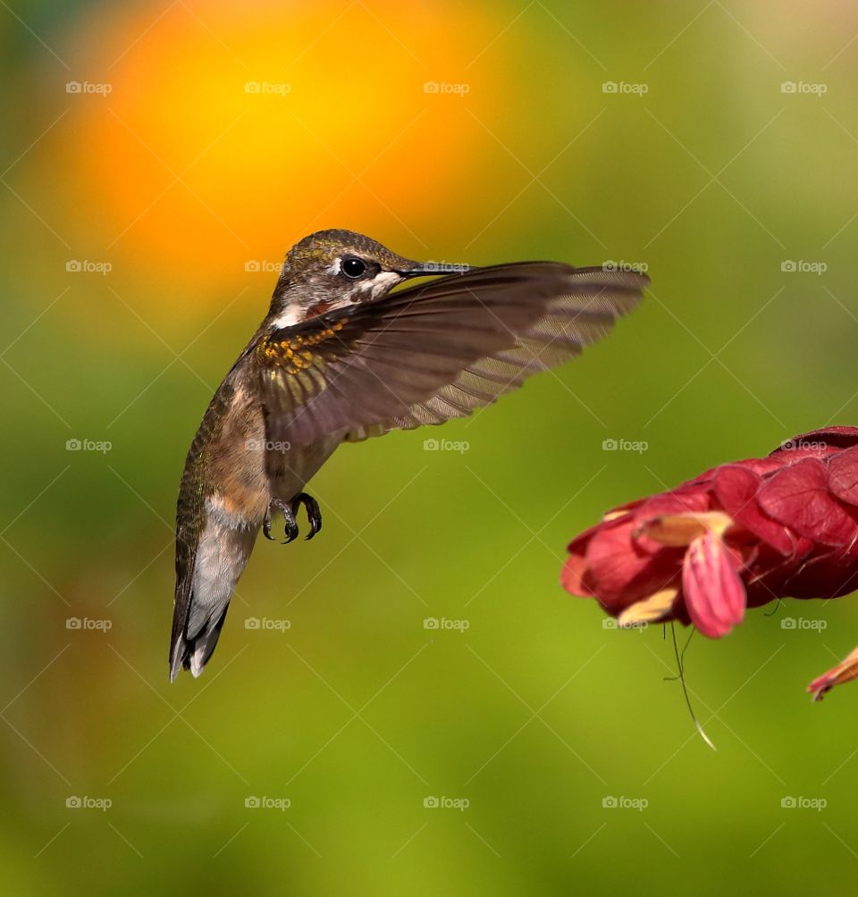 ruby-throated hummingbird