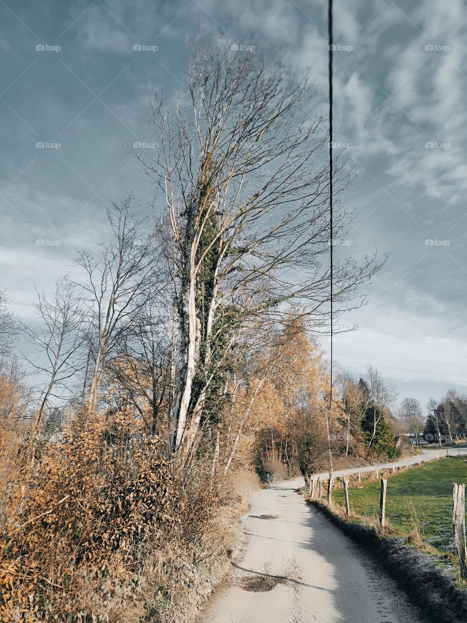 Wood, forest, nature