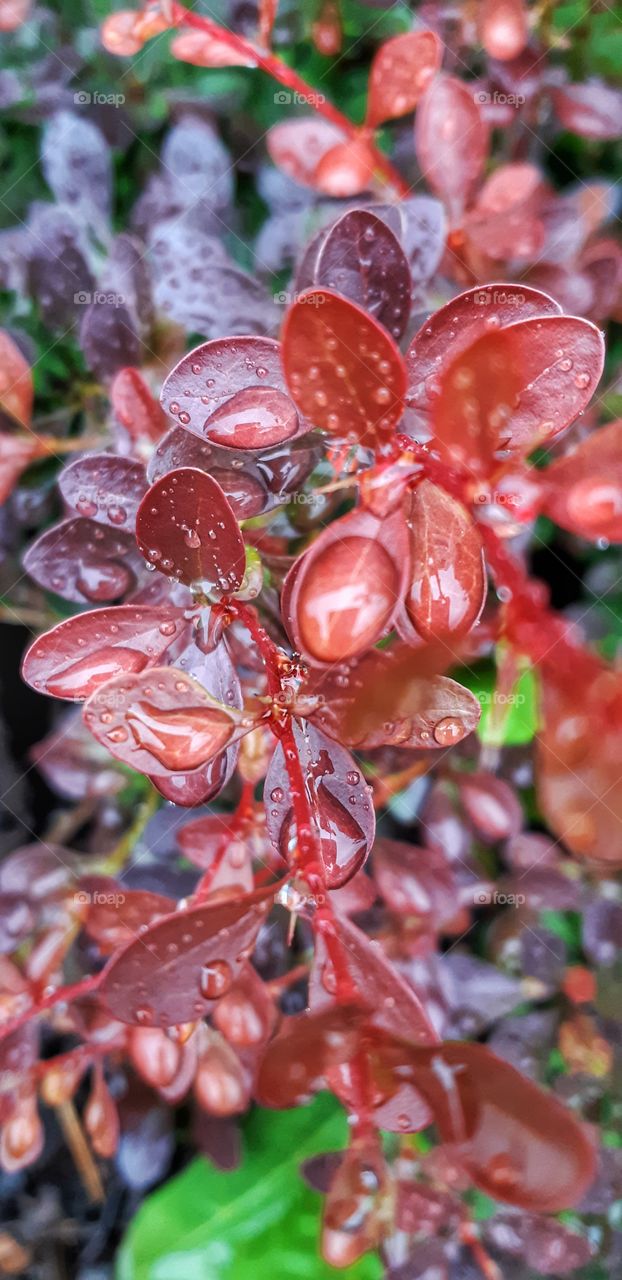 Rain drops on these small leaves!😍
