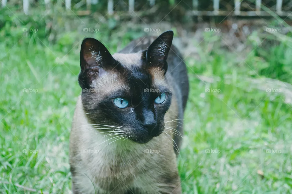 Anúbis, the cat