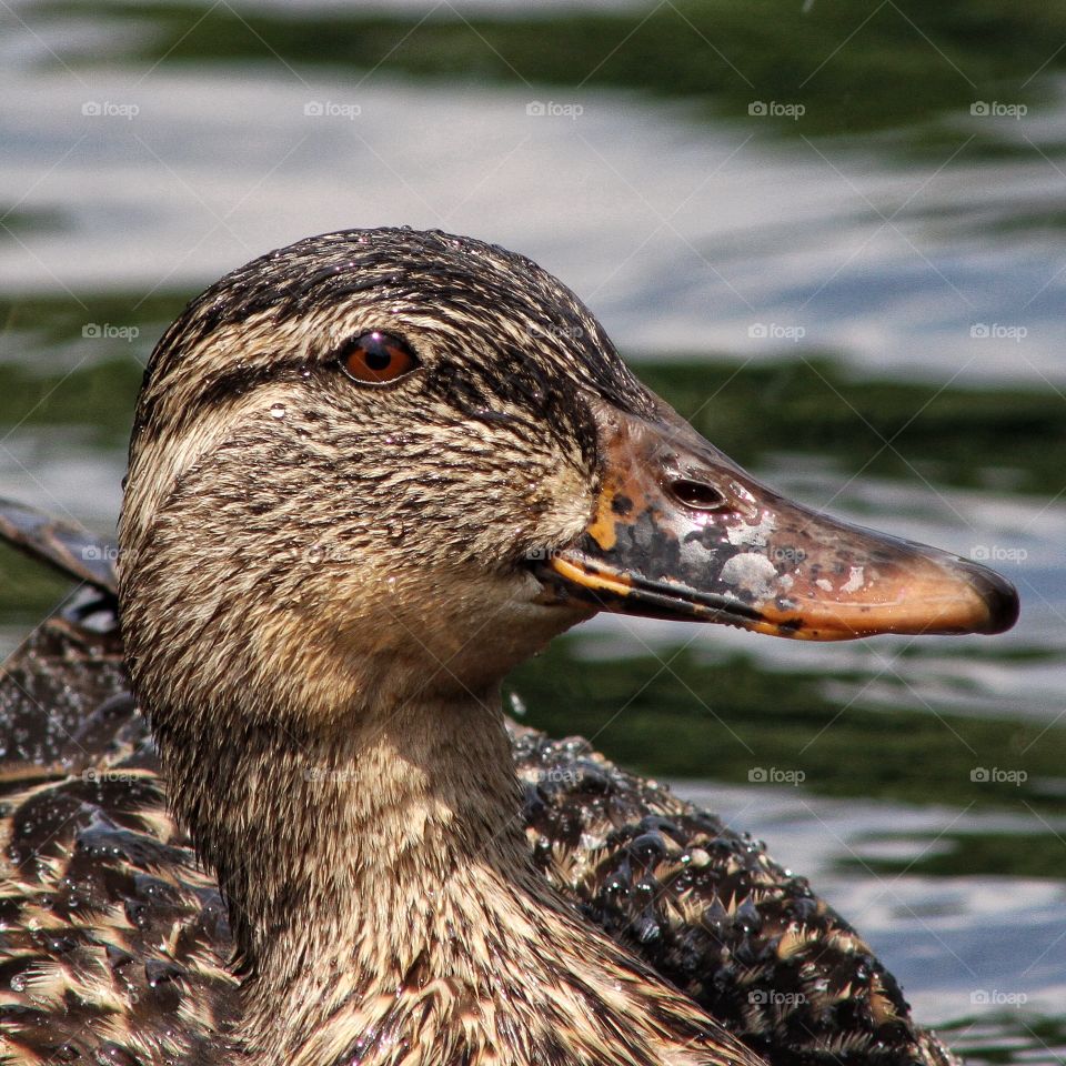 Duck on a pond