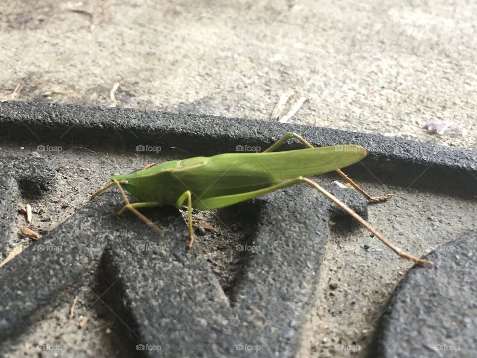 Katydid