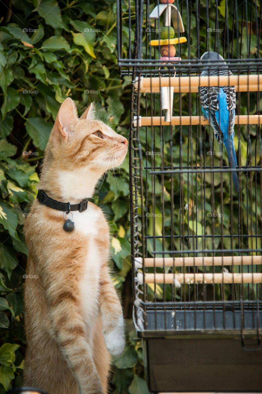 Cat looking at parrot in cage