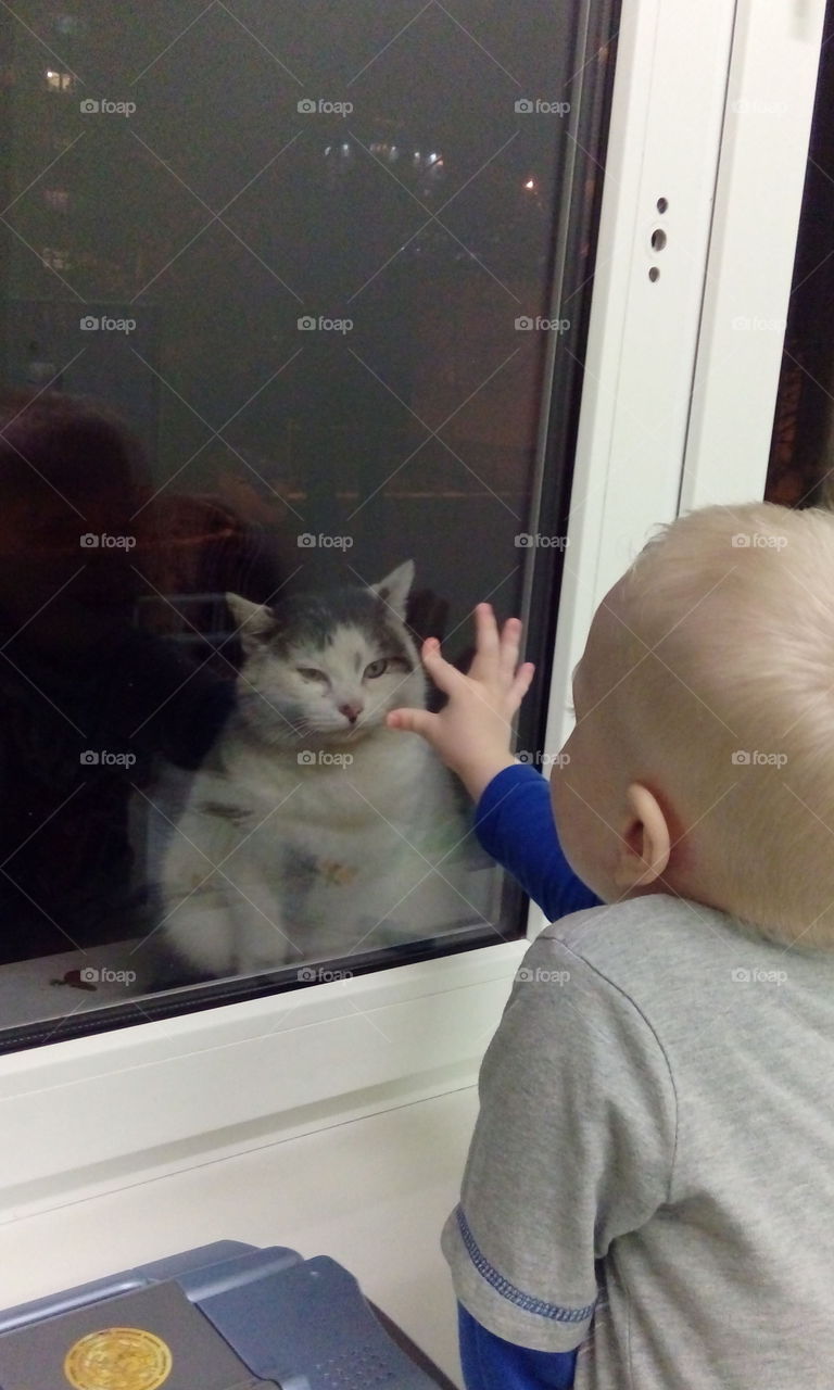 Cat behind the window