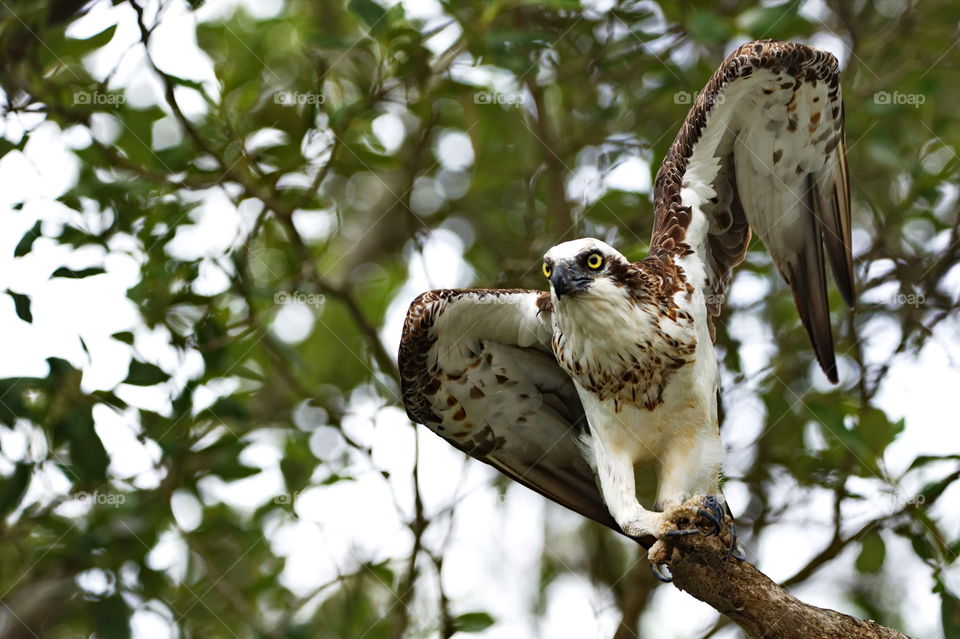 Osprey taking flight from it's hunting tree along the river