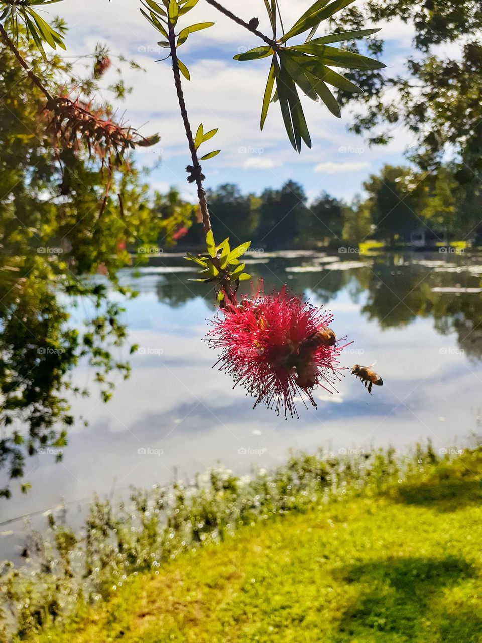 A bee is captured mid flight flying towards a red flower on a tree at Lake Lily Park i. Maitland, Florida.