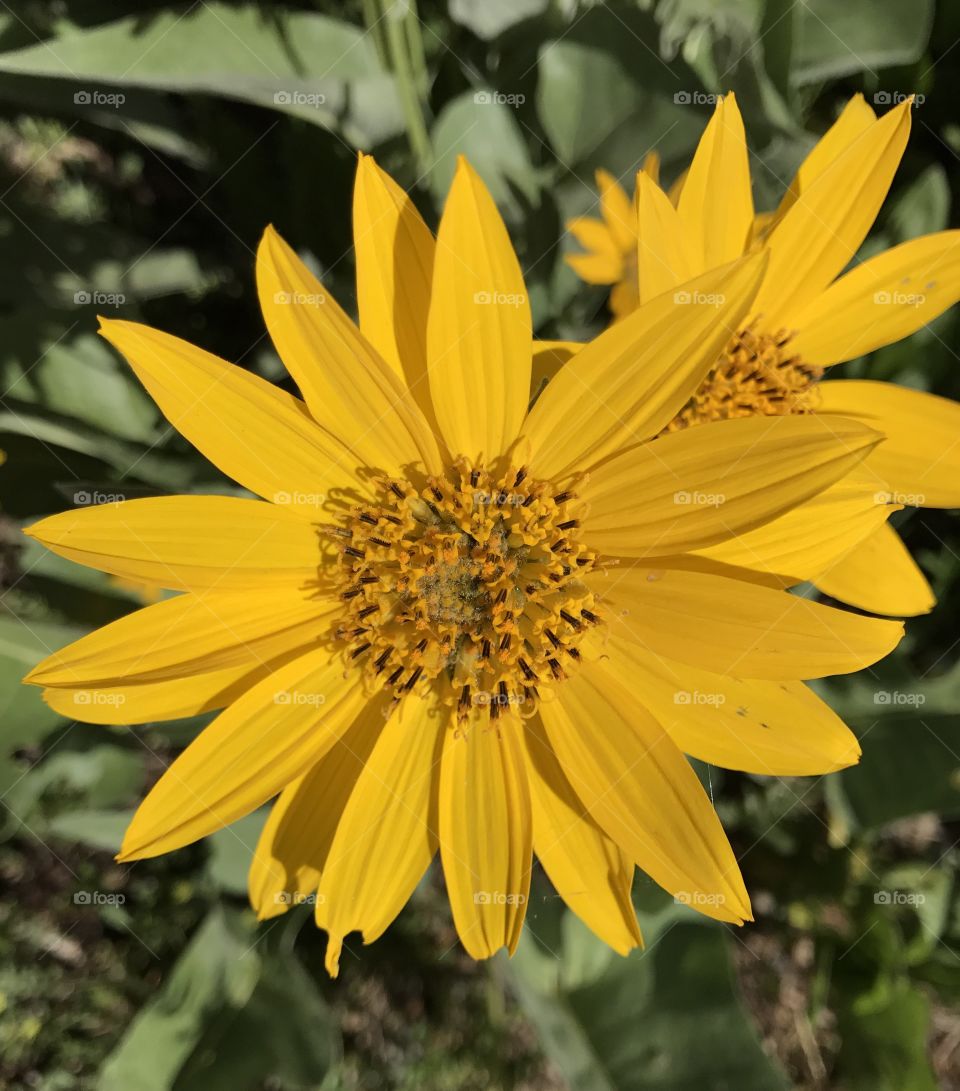 Yellow Wildflower 