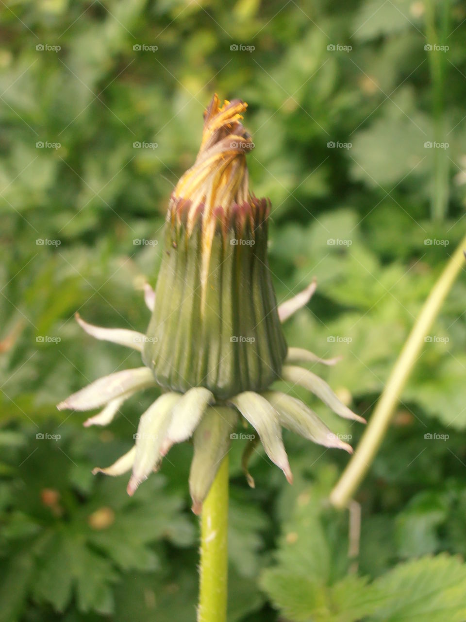 Dandelion