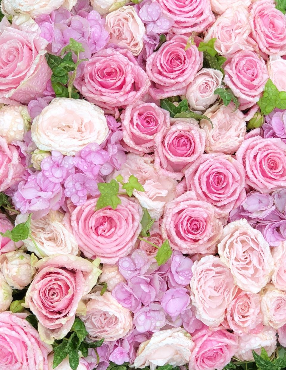 Pink and lilac roses and flowers 