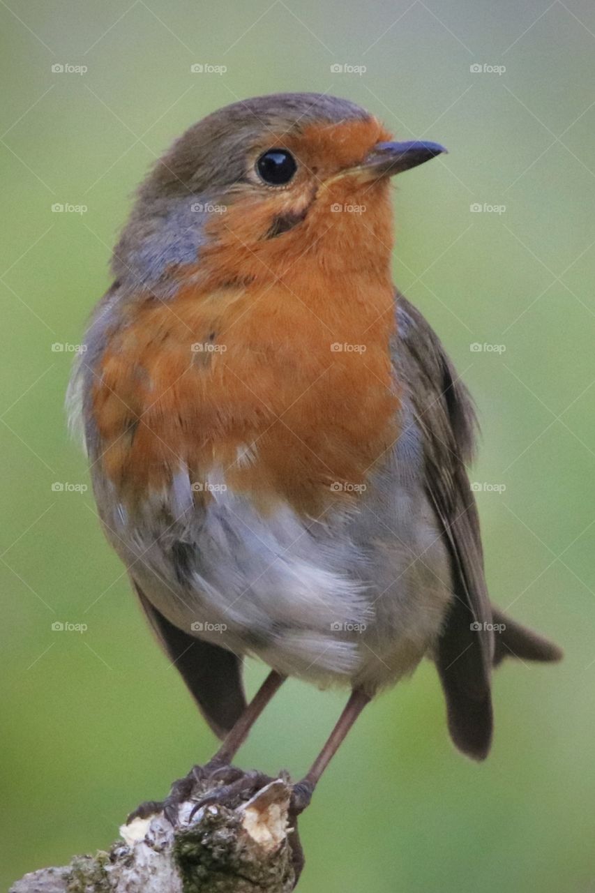 Robin