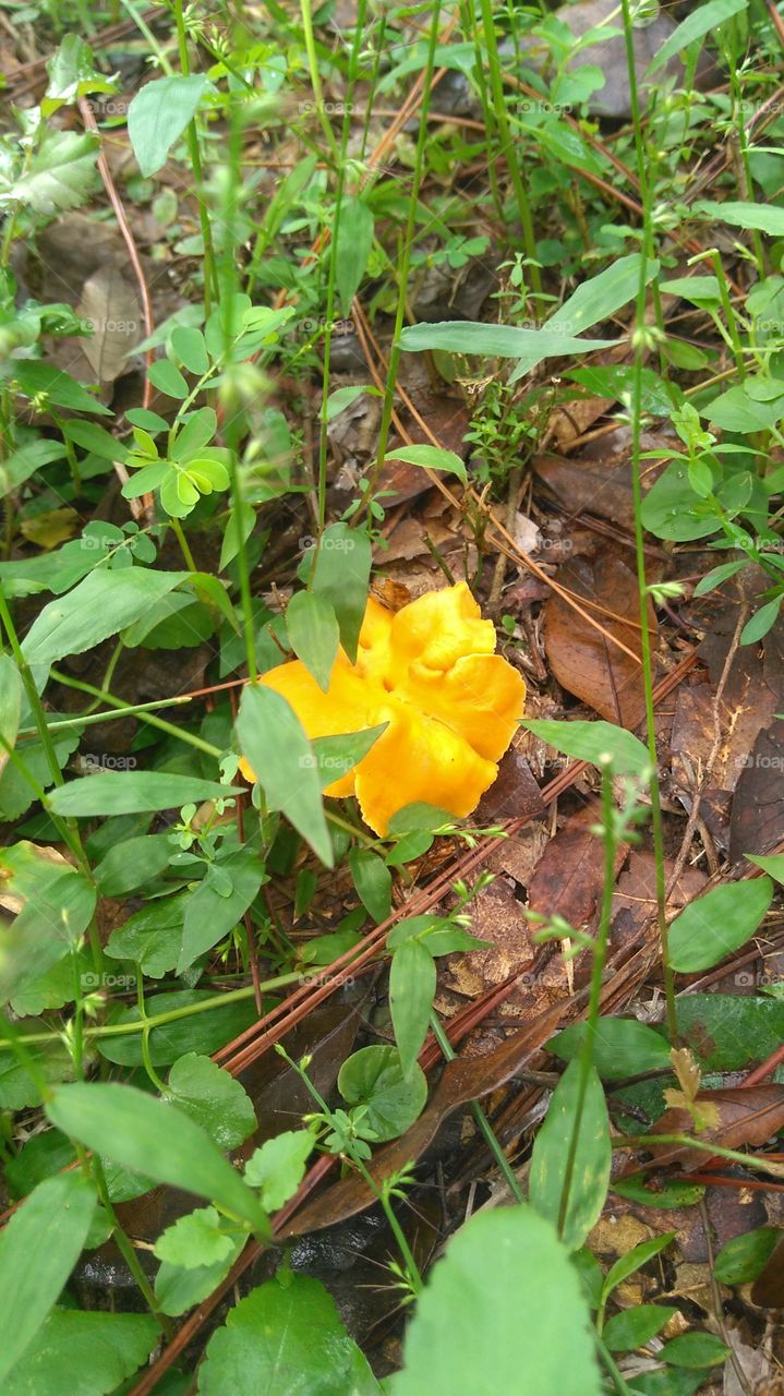 Mushroom Treasure