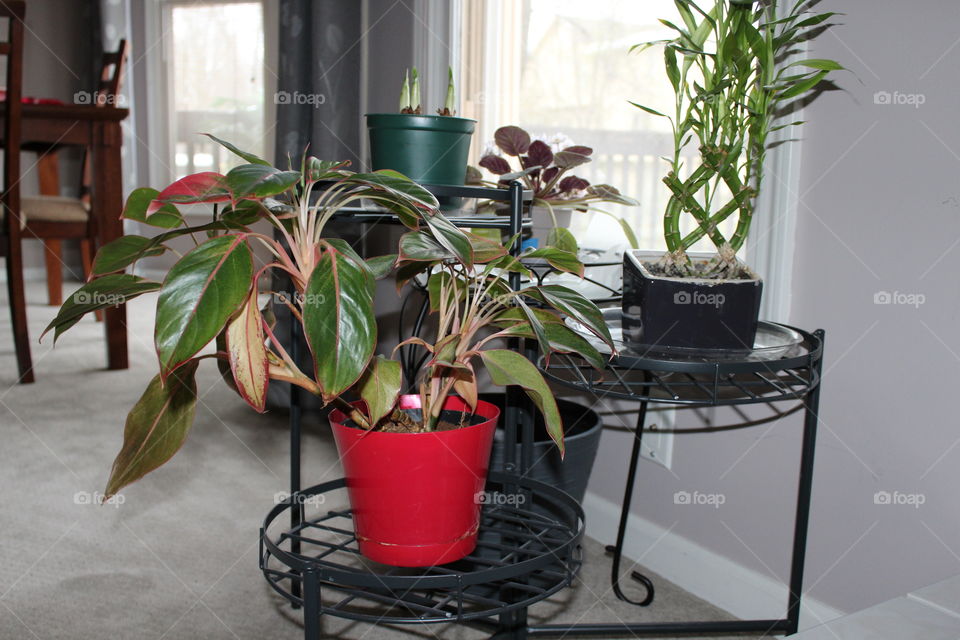 House Plants