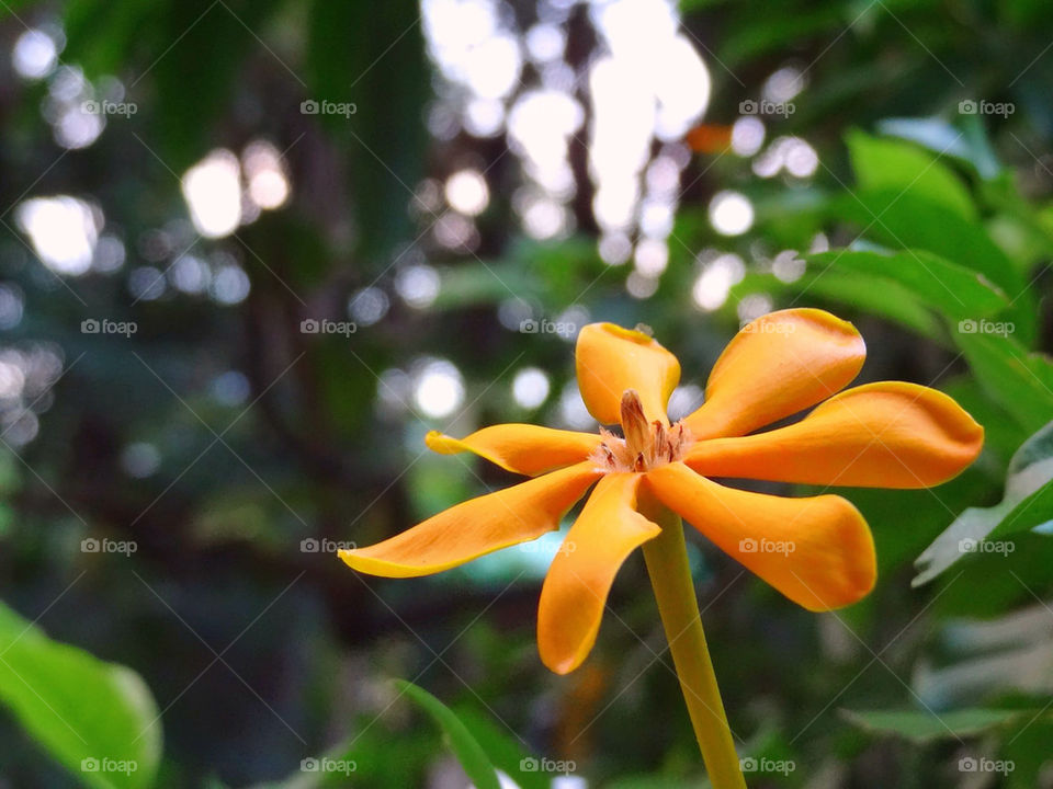 green yellow nature flower by sonchai