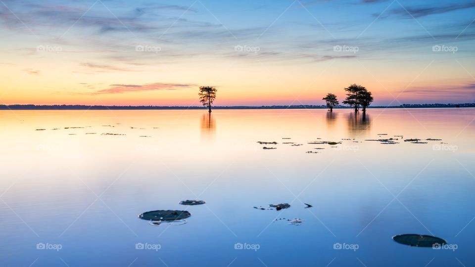 The lake and the trees have become my landscape.